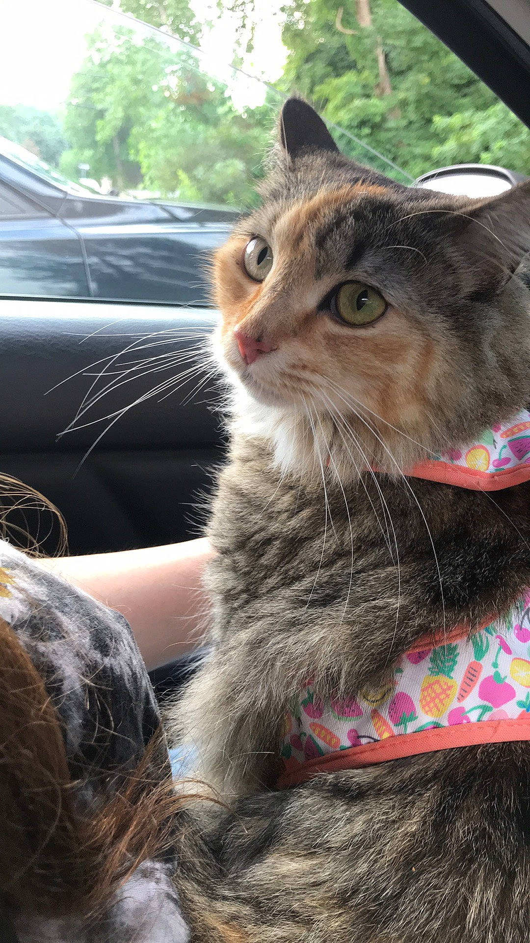 Freya joined the competition — help win amazing prizes! carnivore, cat, claw, domestic_short_haired_cat, fawn, felidae, fur, grass, mammal, paw, plant, small_to_medium_sized_cats, snout, tail, tree, vehicle, vertebrate, whiskers, wildlife, window