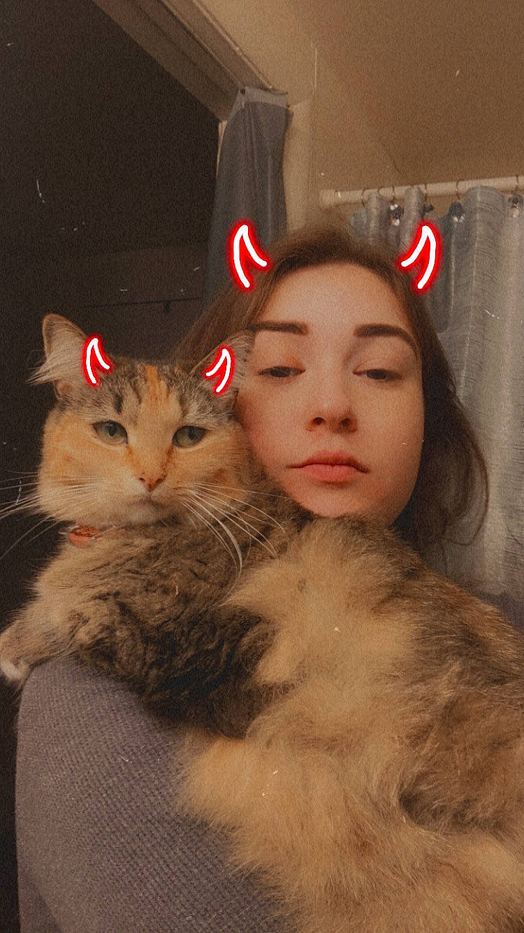 Freya joined the competition — help win amazing prizes! bangs, brown_hair, carnivore, cat, claw, companion_dog, domestic_short_haired_cat, ear, eye, eyelash, fawn, felidae, fur, happy, iris, lap, paw, small_to_medium_sized_cats, snout, whiskers