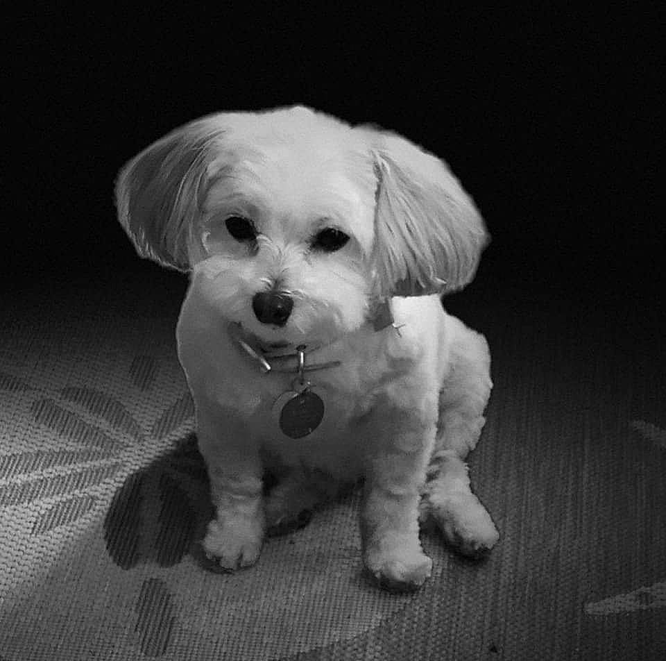 China is registered to the contest to win money with this photo: canidae, carnivore, cloud, companion_dog, dog, dog_breed, fur, maltepoo, monochrome_photography, poodle_crossbreed, puppy_love, shih_poo, small_terrier, smile, snout, sporting_group, terrier, toy_dog, whiskers, working_animal