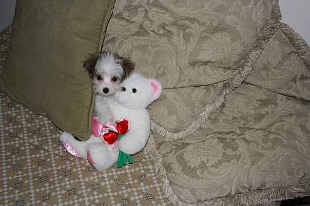 China joined the competition — help win amazing prizes! bed, canidae, carnivore, comfort, companion_dog, couch, dog, dog_breed, dog_supply, fawn, fur, grey, linens, plush, sporting_group, stuffed_toy, tail, toy, toy_dog, working_animal