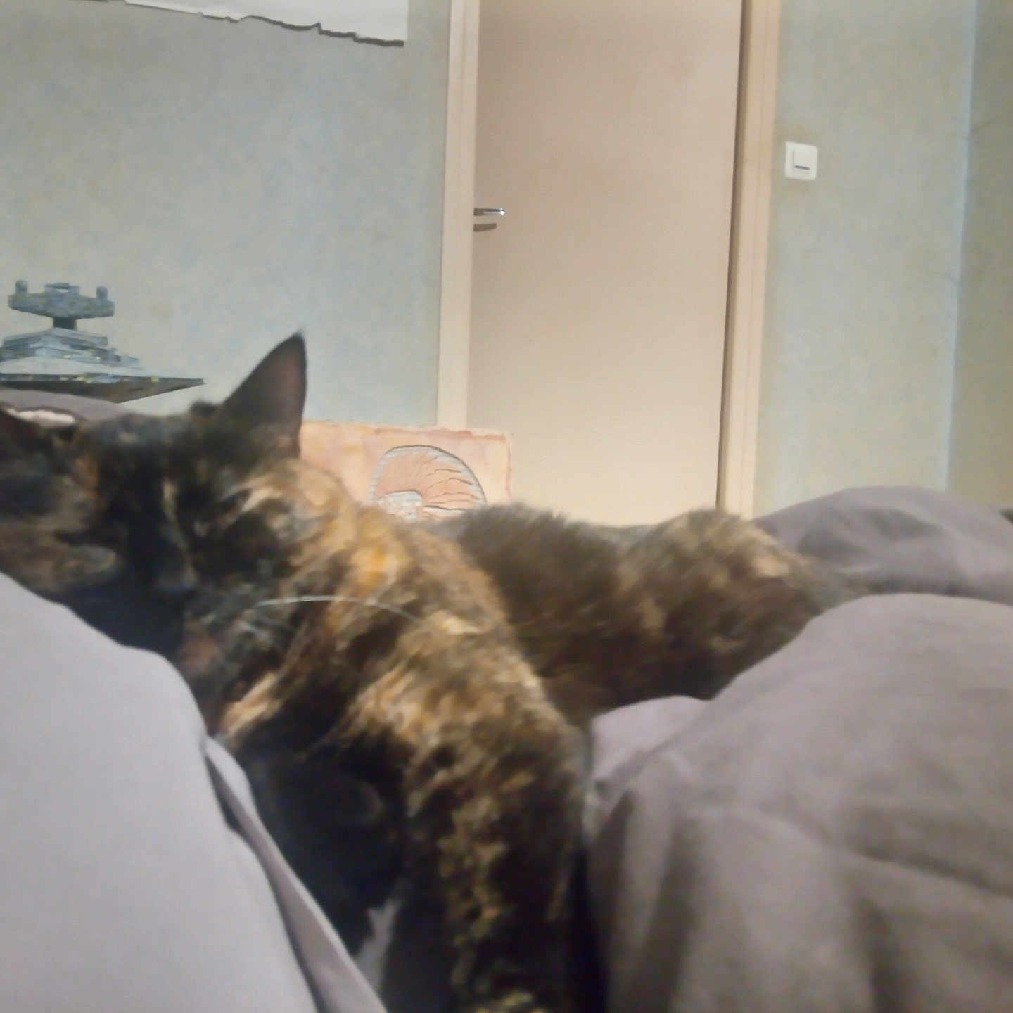 Minette participe au concours pour gagner de l'argent avec cette photo : animal, bed, blanket, blurred, cat, comfort, cozy, door, feline, furniture, home, indoor, nap, pet, quiet, relaxation, resting, sleeping, soft, tortoiseshell