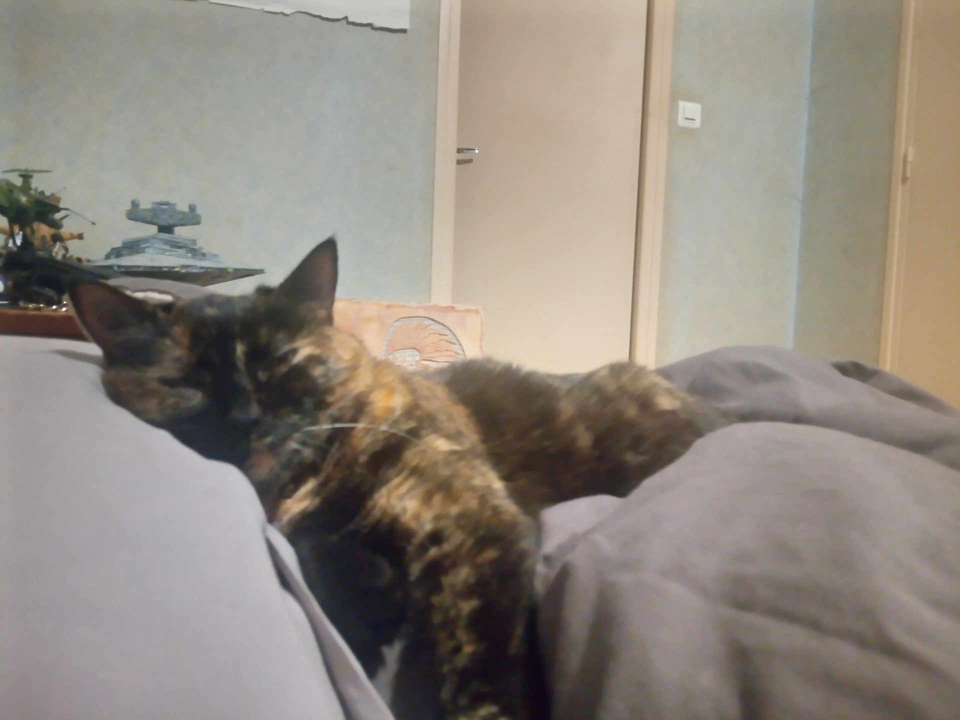 Minette participe au concours pour gagner de l'argent avec cette photo : cat, sleeping, tortoiseshell, bed, blanket, indoor, furniture, door, resting, cozy, pet, animal, feline, soft, blurred, comfort, home, relaxation, quiet, nap