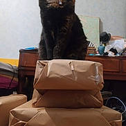 Minette participe au concours pour gagner de l'argent avec cette photo : cat, tortoiseshell_cat, pet, animal, indoor, stacked_packages, brown_paper, furniture, table, clutter, room, curious, sitting, domestic, collar, wooden_furniture, wrapped_gifts, home, indoor_lighting, floor