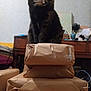 cat, tortoiseshell_cat, pet, animal, indoor, stacked_packages, brown_paper, furniture, table, clutter, room, curious, sitting, domestic, collar, wooden_furniture, wrapped_gifts, home, indoor_lighting, floor