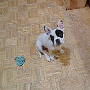 Lily joined the competition — help win amazing prizes! animal, black_patches, blue_toy, curious, cute, dog, ears, floor, indoor, looking_up, pet, playful, puppy, sitting, small_dog, stairs, toy, white, wooden_floor, young_dog