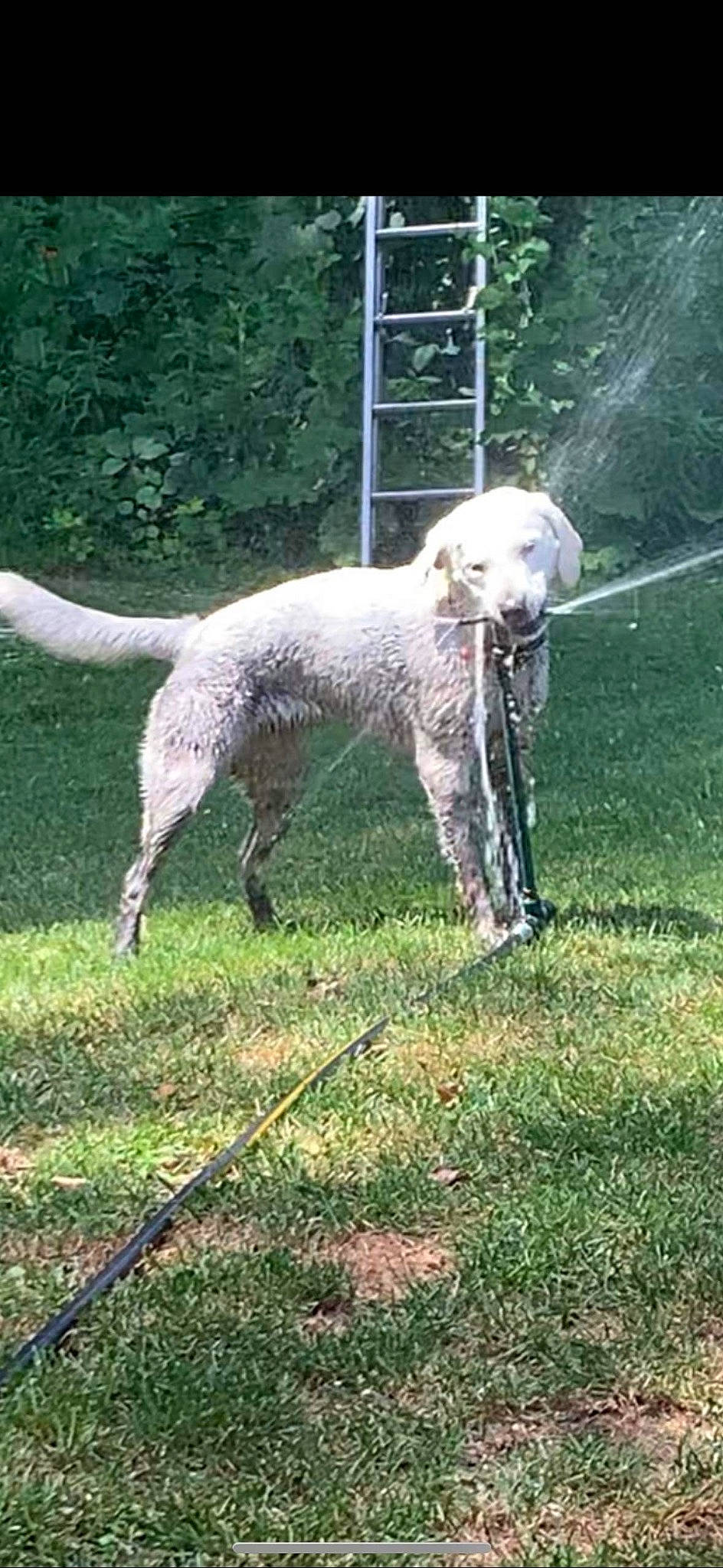 Eva is registered to the contest to win money with this photo: animal_sports, canidae, carnivore, companion_dog, dog, dog_breed, dog_sports, giant_dog_breed, grass, grassland, gun_dog, pasture, plant, sheep, snout, sporting_group, standard_poodle, tail, terrestrial_animal, working_animal