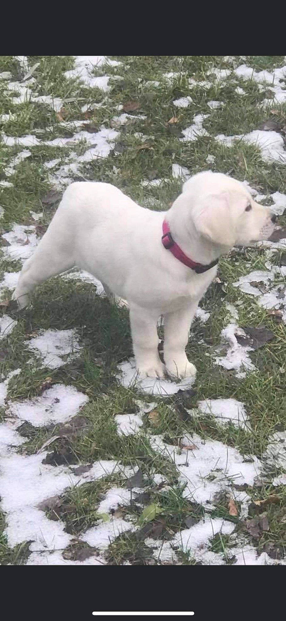 Eva joined the competition — help win amazing prizes! carnivore, collar, companion_dog, dog, dog_breed, dog_collar, fawn, freezing, grass, gun_dog, hunting_dog, non_sporting_group, plant, precipitation, snow, tail, white, winter, working_animal, working_dog