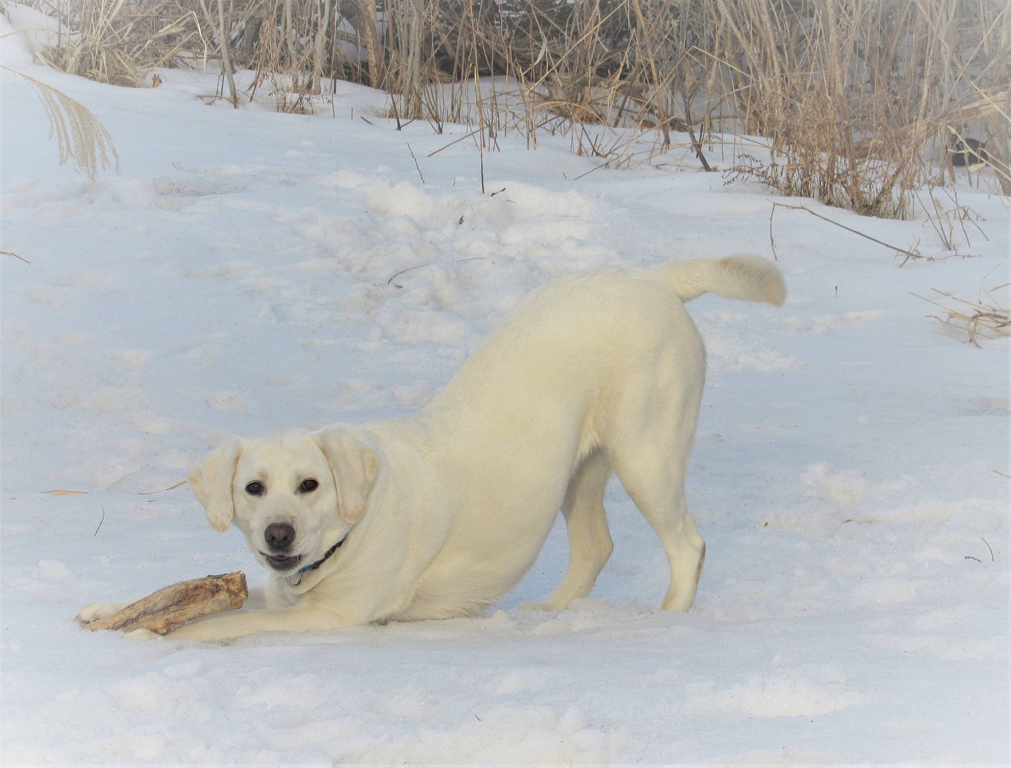 Eva is registered to the contest to win money with this photo: canidae, carnivore, companion_dog, dog, dog_breed, fawn, freezing, labrador_retriever, polish_tatra_sheepdog, retriever, slope, snout, snow, tail, temperature, terrestrial_animal, wildlife, winter, working_animal, working_dog