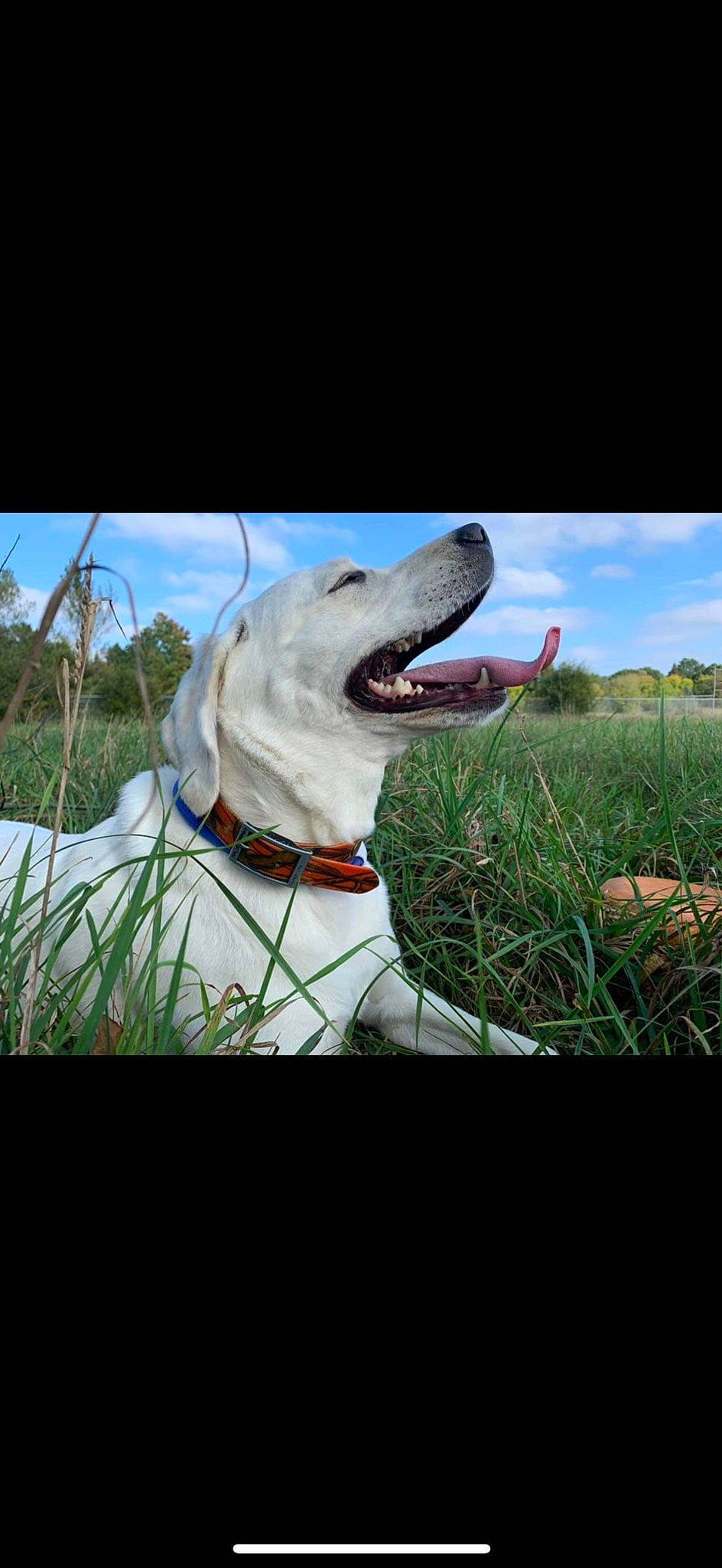 Eva is registered to the contest to win money with this photo: canidae, carnivore, cloud, collar, companion_dog, dog, dog_breed, dog_collar, fawn, flash_photography, grass, happy, jaw, mammal, plant, sky, snout, vertebrate, whiskers, working_animal