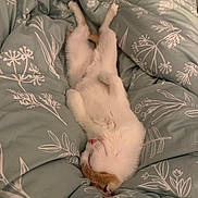 Layci is registered to the contest to win money with this photo: kitten, sleeping, bed, blanket, comforter, cozy, white, orange, fur, cute, pet, animal, relaxing, indoor, rest, soft, small, peaceful, domestic, young