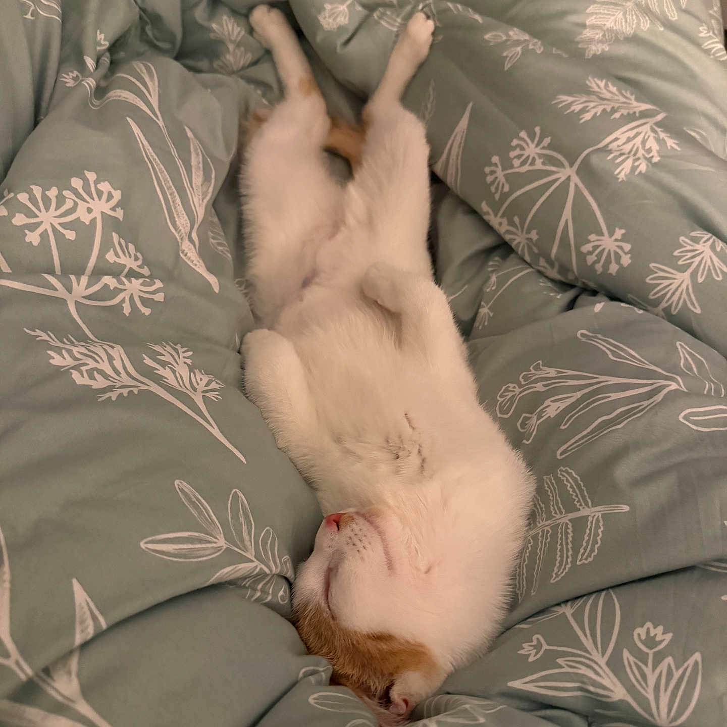 Layci is registered to the contest to win money with this photo: animal, bed, blanket, comforter, cozy, cute, domestic, fur, indoor, kitten, orange, peaceful, pet, relaxing, rest, sleeping, small, soft, white, young