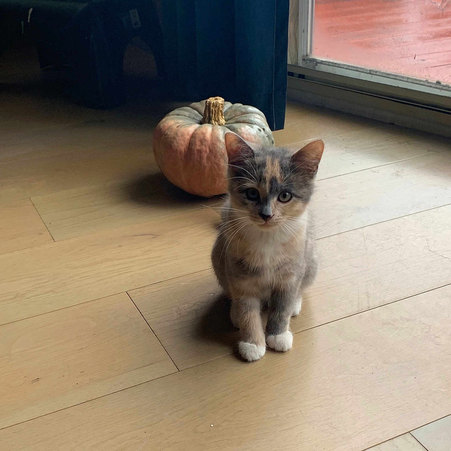 October is registered to the contest to win money with this photo: animal, cat, face, food, hardwood, herbal, herbs, indoors, interiordesign, kitten, manx, pet, plant, pottedplant, produce, pumpkin, squash, stainedwood, vegetable, wood