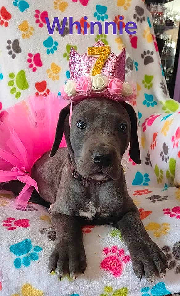 Whinnie joined the competition — help win amazing prizes! american_pit_bull_terrier, cane_corso, canidae, carnivore, companion_dog, dog, dog_breed, fawn, great_dane, guard_dog, mammal, molosser, non_sporting_group, pink, puppy, sporting_group, vertebrate, weimaraner, working_dog