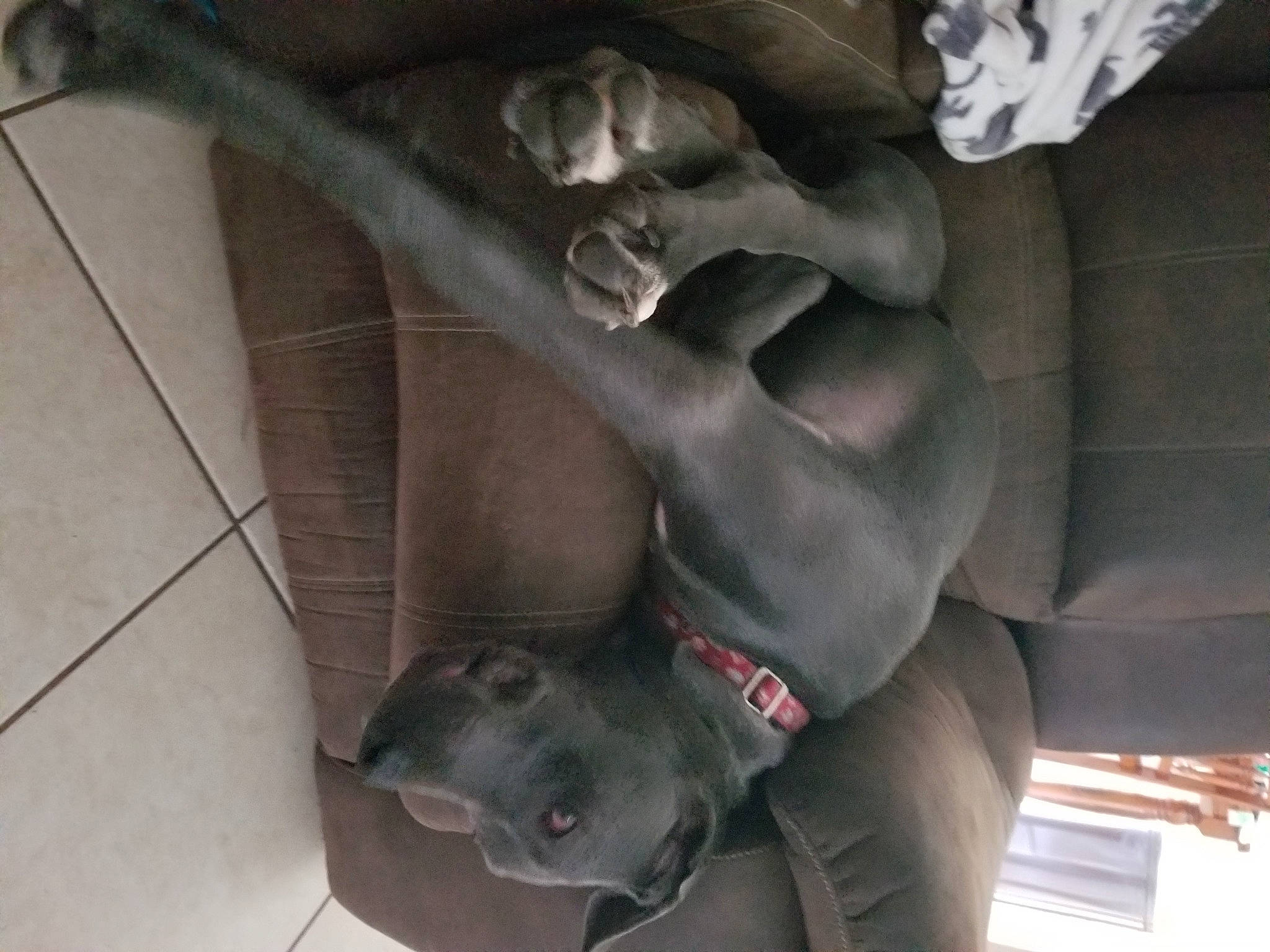 Whinnie joined the competition — help win amazing prizes! canidae, carnivore, cat, dog, dog_breed, fawn, great_dane, guard_dog, korat, mouth, non_sporting_group, pointing_breed, russian_blue, snout, sporting_group, weimaraner