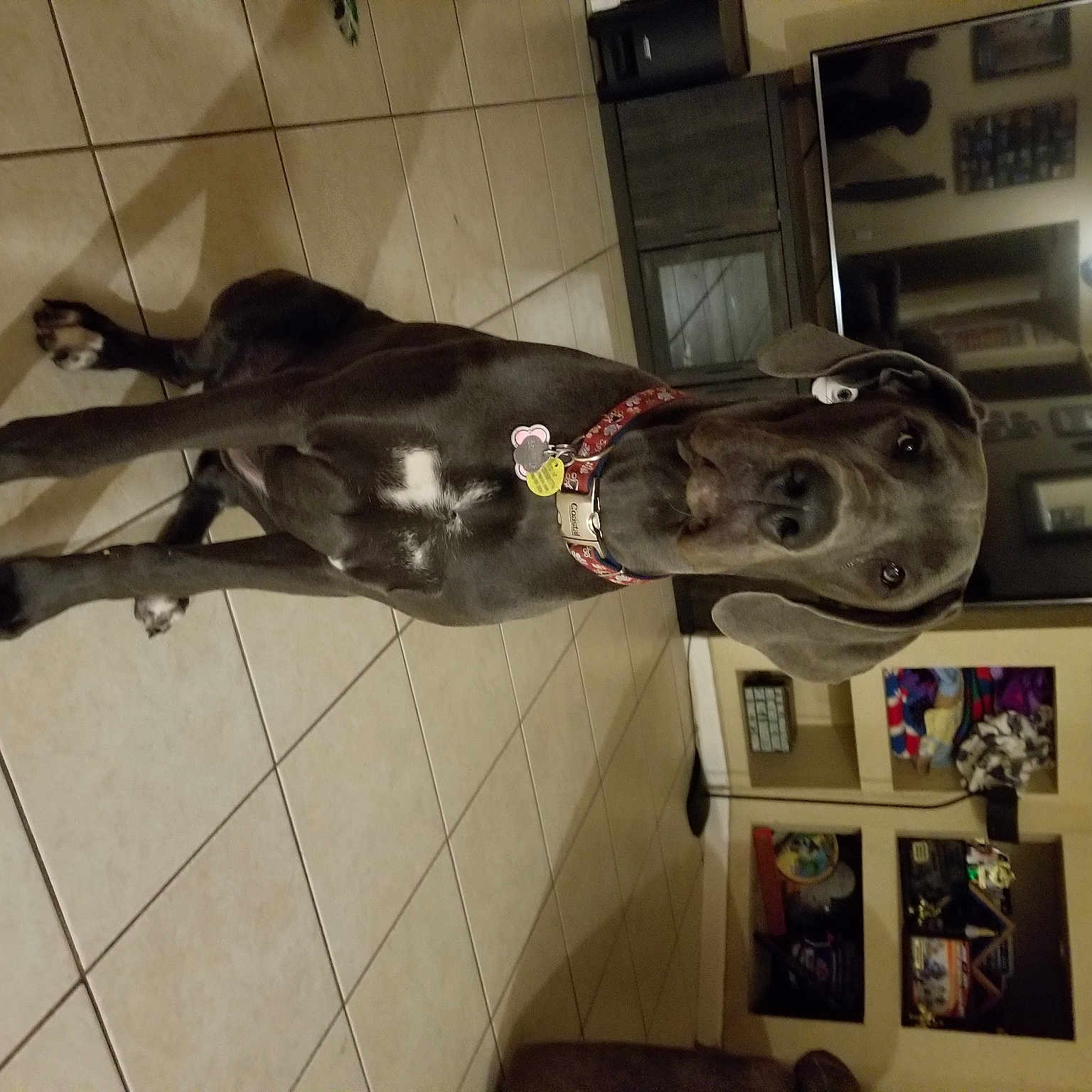 Whinnie joined the competition — help win amazing prizes! room, sporting_group