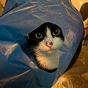 Moïse a rejoint le concours — aidez-le/la à gagner de superbes lots ! animal, black_and_white, cat, closeup, cozy, curious, domestic, eyes, face, fur, hole, indoor, light, looking, pattern, pet, plastic_bag, shadow, table, whiskers