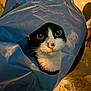 animal, black_and_white, cat, closeup, cozy, curious, domestic, eyes, face, fur, hole, indoor, light, looking, pattern, pet, plastic_bag, shadow, table, whiskers