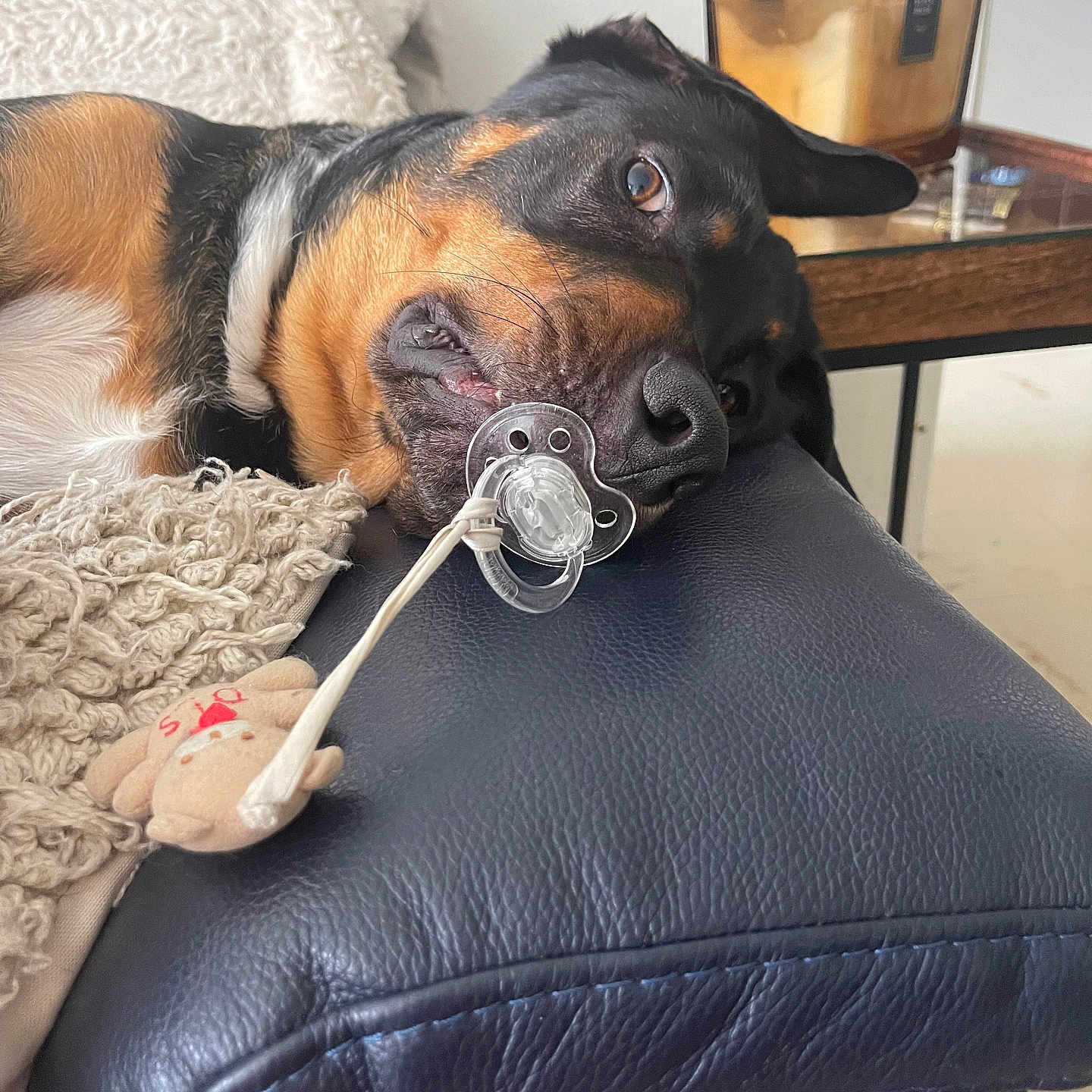 Sultan participe au concours pour gagner de l'argent avec cette photo : black, blanket, brown, canine, closeup, dog, face, fur, furniture, home, indoor, leather_couch, nose, pacifier, pet, relaxed, resting, toy, whiskers, white