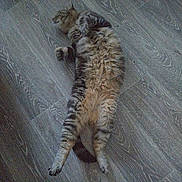 Prunelle a rejoint le concours — aidez-le/la à gagner de superbes lots ! animal, cat, claws, cozy, cute, domestic_cat, feline, floor, fluffy, fur, indoor, lying_down, paws, pet, relaxed, resting, sleeping_position, tabby_cat, whiskers, wooden_floor