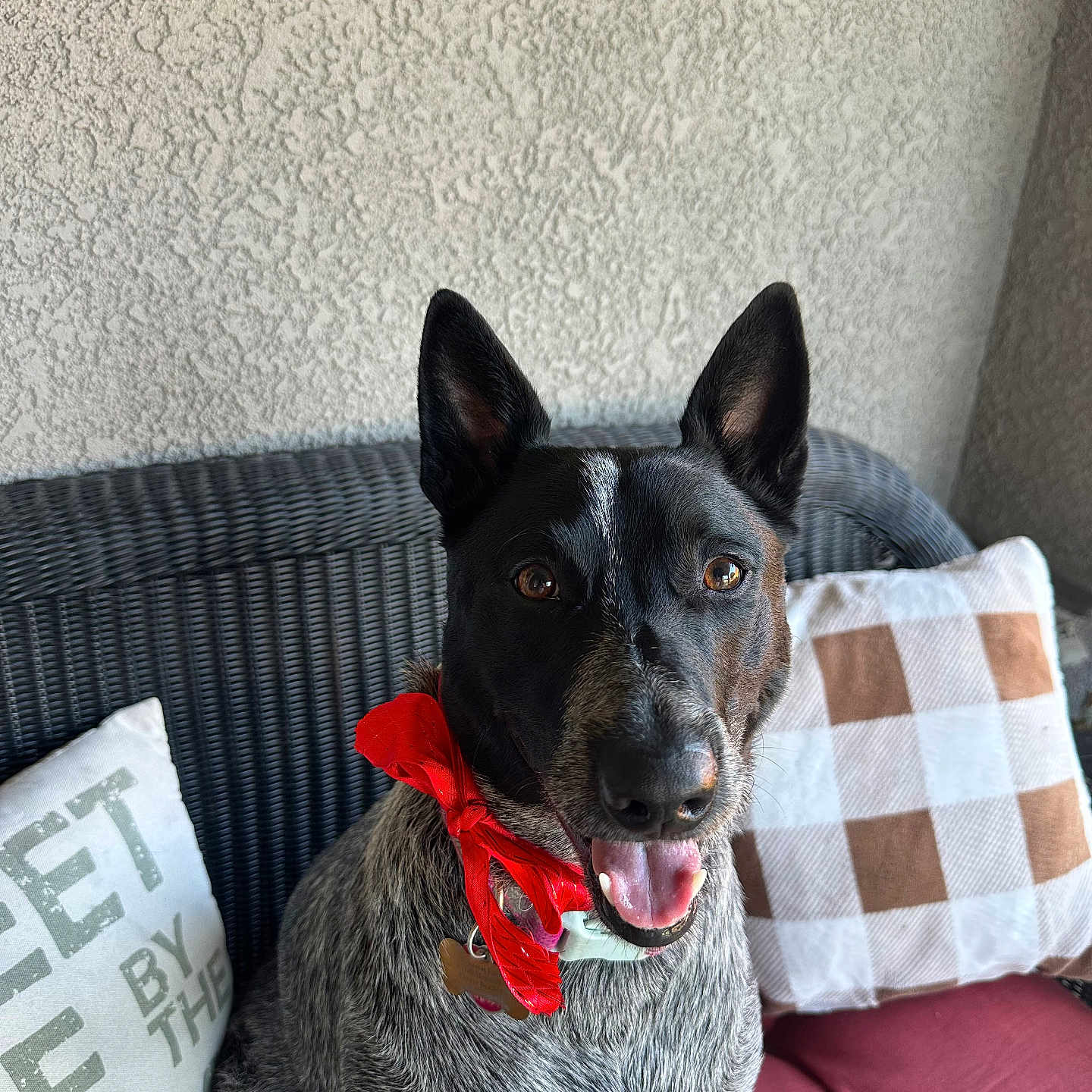 Allie Marie joined the competition — help win amazing prizes! black_fur, brown_eyes, closeup, cushion, decor, dog, furniture, happy, indoor, mixed_fur, pet, pillow, portrait, red_bow, sitting, smiling, tongue_out, wall, white_fur, wicker_chair