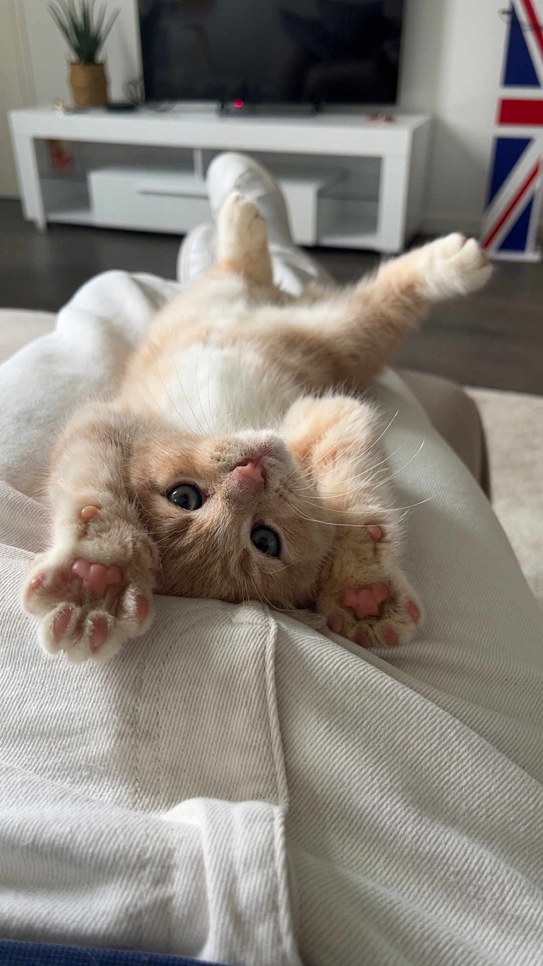 Aiko a rejoint le concours — aidez-le/la à gagner de superbes lots ! kitten, cat, pet, cute, paw, fur, indoor, living_room, television, plant, cozy, relaxing, home, animal, mammal, orange_cat, whiskers, claws, sleepy, soft