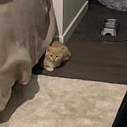 Aiko participe au concours pour gagner de l'argent avec cette photo : kitten, cat, pet, bed, carpet, floor, corner, indoor, furniture, feeding_bowl, pet_bed, curious, small_animal, light, shadow, cozy, home, animal, cute, orange_cat