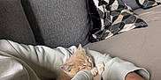 Aiko participe au concours pour gagner de l'argent avec cette photo : kitten, cat, sleeping, person, arm, white_hoodie, gray_pants, couch, gray_cushions, patterned_pillows, indoor, cozy, resting, pet, feline, comfort, blanket, relaxation, home, soft