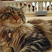 Ayrton participe au concours pour gagner de l'argent avec cette photo : cat, tabby, fluffy, outdoor, balustrade, stone_surface, green_eyes, collar, pet, relaxed, feline, fur, close_up, sky, cloudy, animal, resting, portrait, whiskers, domestic_animal