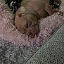dog, sleeping, bed, blanket, tongue_out, cozy, indoor, fluffy, fur, pet, resting, cute, comfort, carpet, textile, animal, relaxation, home, snuggle, napping