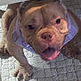 Rosie is registered to the contest to win money with this photo: dog, pet, animal, puppy, closeup, face, fur, paw, carpet, indoor, curious, playful, harness, brown, cute, wrinkles, smiling, tongue, floor, furniture