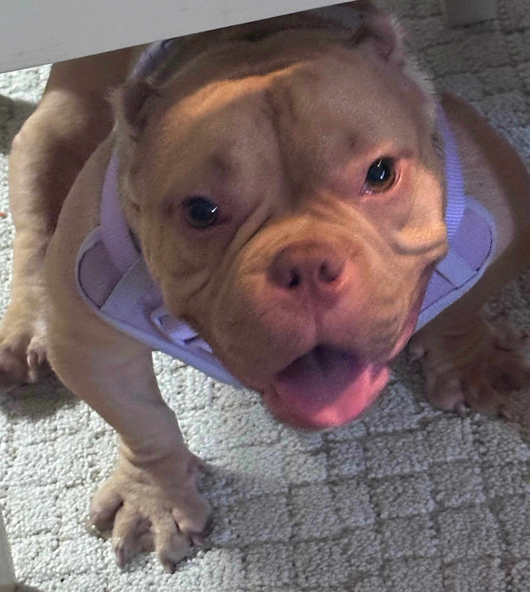 Rosie