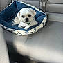 Jay Patterson joined the competition — help win amazing prizes! animal, backseat, car_interior, companion, cozy, curious, cute, dog, fluffy, gray_seat, indoor, looking_at_camera, pet_bed, resting, seatbelt, small_dog, sunlight, travel, vehicle, white_dog