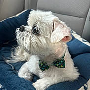 Jay Patterson joined the competition — help win amazing prizes! animal_portrait, bow_tie, car_interior, close_up, comfortable, cozy, cute, dog, domestic_animal, fluffy, furry, indoors, looking_away, pet_accessory, pet_bed, relaxed, seated, side_view, small_dog, white_dog