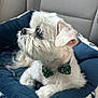 animal_portrait, bow_tie, car_interior, close_up, comfortable, cozy, cute, dog, domestic_animal, fluffy, furry, indoors, looking_away, pet_accessory, pet_bed, relaxed, seated, side_view, small_dog, white_dog