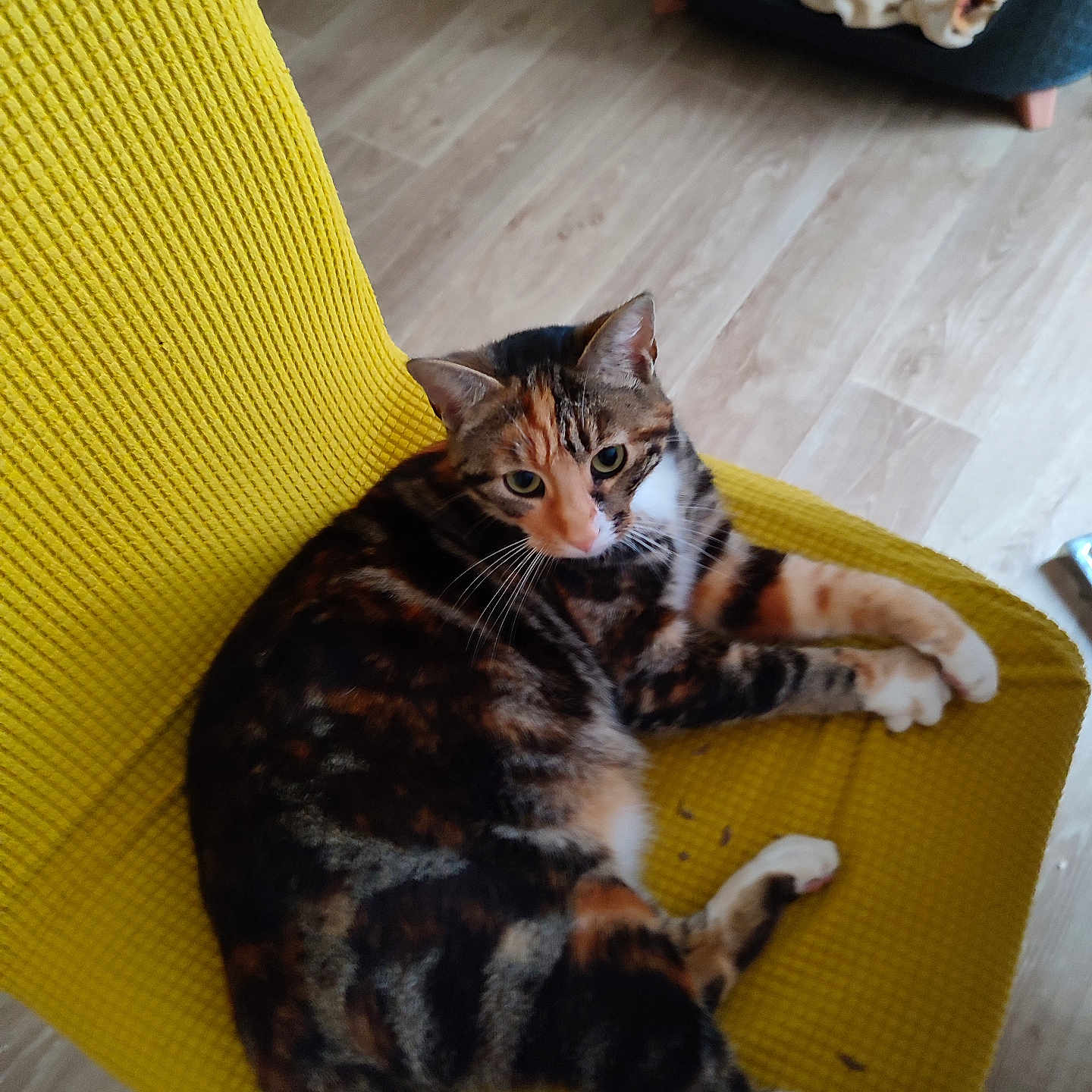 Tigresse participe au concours pour gagner de l'argent avec cette photo : animal, calico_cat, cat, comfortable, curious, domestic_cat, feline, fur, home_interior, indoor, looking, paw, pet_bed, relaxed, resting, seated, soft_light, whiskers, wooden_floor, yellow_chair
