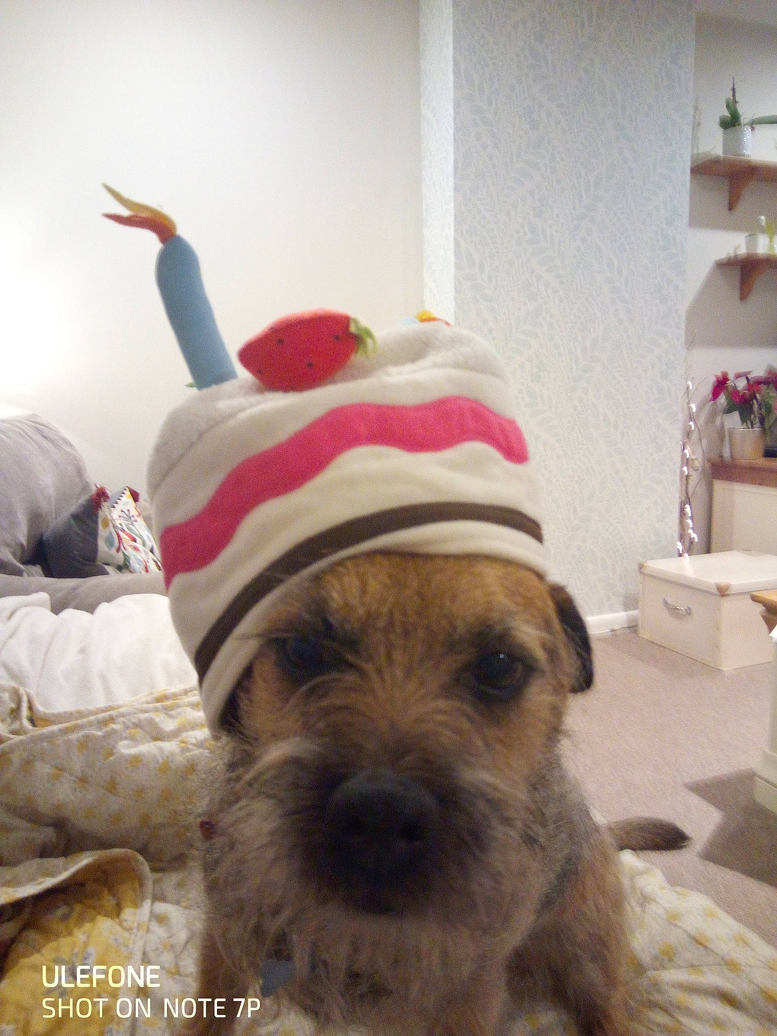 Rango is registered to the contest to win money with this photo: cap, carnivore, comfort, companion_dog, costume_hat, dog, dog_breed, dog_clothes, dog_supply, fawn, fedora, fur, hat, selfie, small_terrier, snout, sporting_group, terrier, toy_dog, working_animal