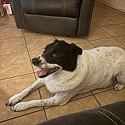 Spectacularfierce joined the competition — help win amazing prizes! dog, black_and_white, lying_down, indoors, tile_floor, armchair, pet, happy, smiling, open_mouth, tongue, brown_eyes, floppy_ears, short_fur, white_fur, black_fur, home, living_room, portrait, relaxed