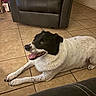 dog, black_and_white, lying_down, indoors, tile_floor, armchair, pet, happy, smiling, open_mouth, tongue, brown_eyes, floppy_ears, short_fur, white_fur, black_fur, home, living_room, portrait, relaxed
