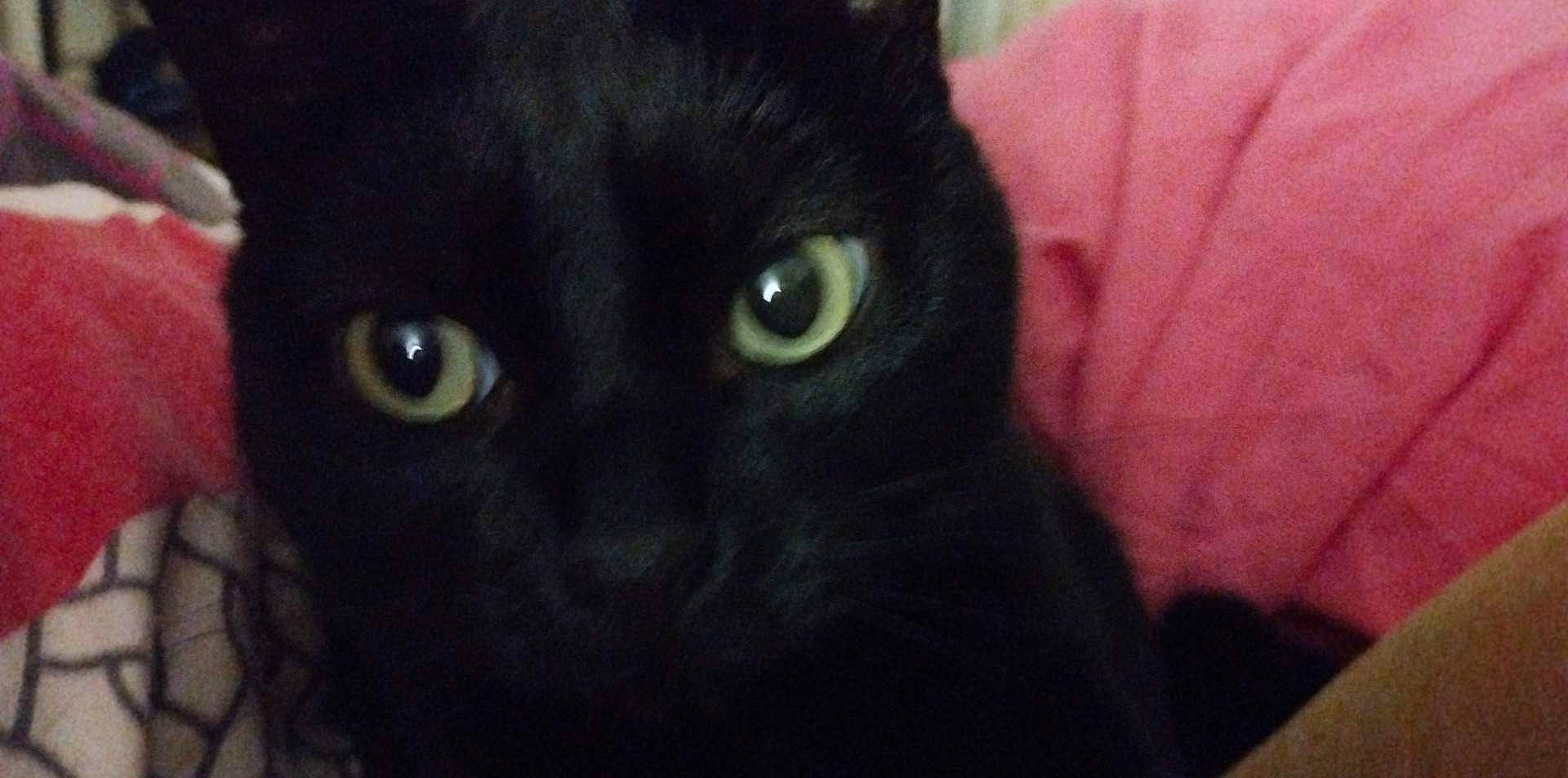 Baghera participe au concours pour gagner de l'argent avec cette photo : black_cat, bombay, carnivore, cat, domestic_short_haired_cat, felidae, fur, small_to_medium_sized_cats, snout, terrestrial_animal, whiskers