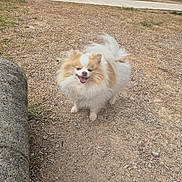 Rio participe au concours pour gagner de l'argent avec cette photo : dog, pomeranian, fluffy, happy, outdoor, park, gravel, path, bench, tree, pet, animal, smiling, tongue_out, fur, nature, daytime, grass, walking, canine