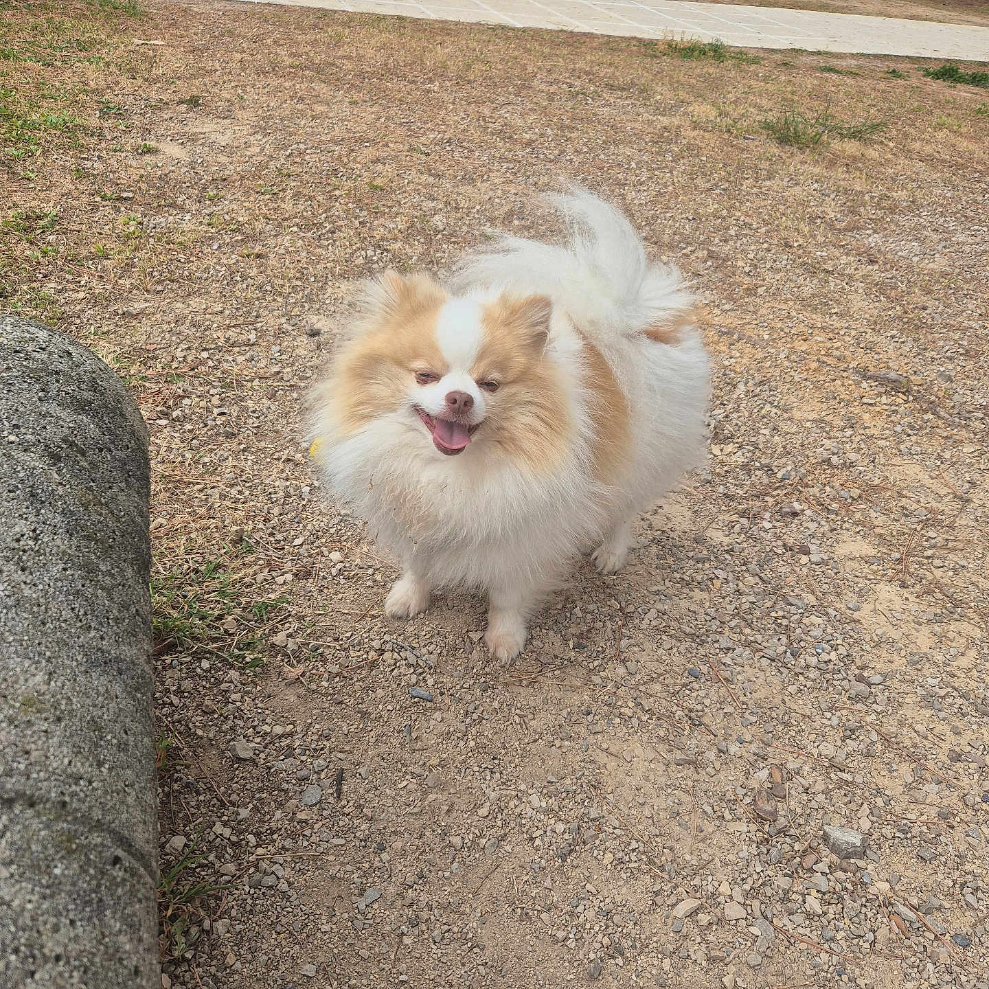 Rio participe au concours pour gagner de l'argent avec cette photo : dog, pomeranian, fluffy, happy, outdoor, park, gravel, path, bench, tree, pet, animal, smiling, tongue_out, fur, nature, daytime, grass, walking, canine