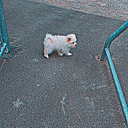 Neige participe au concours pour gagner de l'argent avec cette photo : dog, small_dog, fluffy, white_dog, asphalt, outdoor, fence, metal_railings, curious, standing, pet, animal, lonely, pavement, daylight, side_view, tiny, canine, street, urban