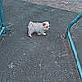 dog, small_dog, fluffy, white_dog, asphalt, outdoor, fence, metal_railings, curious, standing, pet, animal, lonely, pavement, daylight, side_view, tiny, canine, street, urban