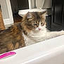 Fern joined the competition — help win amazing prizes! cat, bathroom, toilet, bathtub, fur, pet, domestic_animal, pink, toothbrush, white, brown, feline, indoor, home, relaxed, curious, animal, household, mammal, resting
