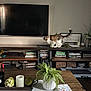 Fern joined the competition — help win amazing prizes! cat, living_room, television, books, plant, fern, wooden_furniture, remote_control, candle, tray, decor, basket, table, cozy, indoor, pet, home, window_reflection, electronics, calm