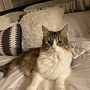 Fern joined the competition — help win amazing prizes! cat, fluffy, bed, pillow, blanket, indoor, pet, animal, feline, cozy, relaxed, cute, whiskers, fur, tabby, white, brown, eyes, resting, home