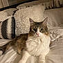 cat, fluffy, bed, pillow, blanket, indoor, pet, animal, feline, cozy, relaxed, cute, whiskers, fur, tabby, white, brown, eyes, resting, home