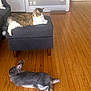 cat, rabbit, indoor, wooden_floor, ottoman, furniture, pet, animal, relaxing, domestic, fluffy, gray_rabbit, brown_cat, cozy, living_room, resting, cute, companion, floor, home