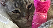 Elsa joined the competition — help win amazing prizes! animal, blanket, cat, close_up, cozy, cute, domestic_animal, feline, fur, indoor, paw, pet, pink, plush_toy, relaxed, resting, sleeping, snuggling, soft, toy
