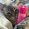 Elsa joined the competition — help win amazing prizes! cat, pet, animal, feline, plush_toy, pink, sleeping, cozy, close_up, blanket, soft, resting, cute, fur, indoor, paw, relaxed, snuggling, domestic_animal, toy